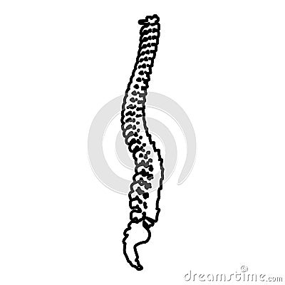Spinal vertebral column spine backbone contour outline icon black color vector illustration flat style image Vector Illustration