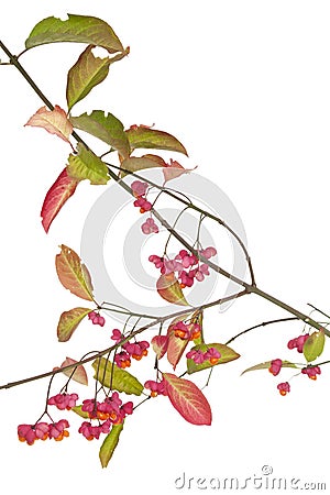Spindle tree Stock Photo