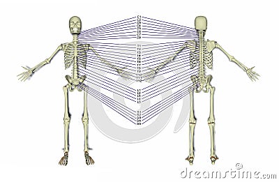 Spine Stock Photo