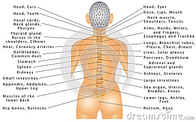 Spine and All Organs Vector Illustration