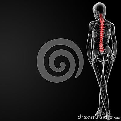 Spine bone Cartoon Illustration