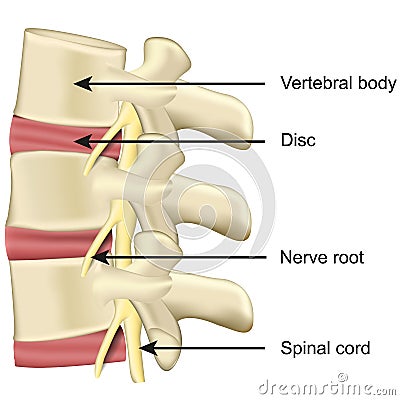 Spine disc and vertebral body anatomy medical vector illustration on white background Vector Illustration