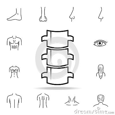 Spine flat icon. Detailed set of human body part icons. Premium quality graphic design. One of the collection icons for websites, Stock Photo