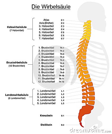 Spine German Labeling Vector Illustration