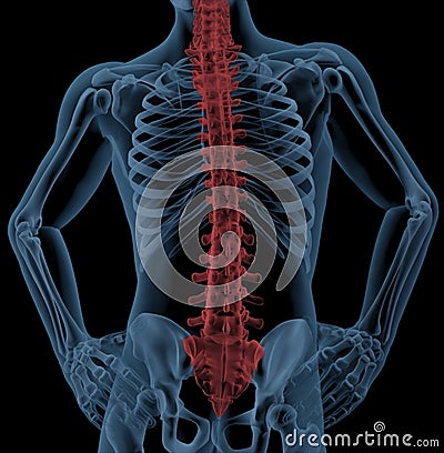 Spine of a medical skeleton Stock Photo