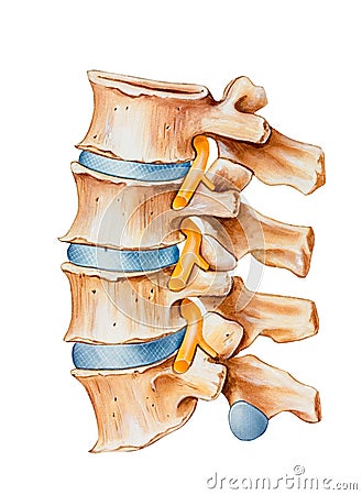 Spine - Nerve Irritation Stock Photo