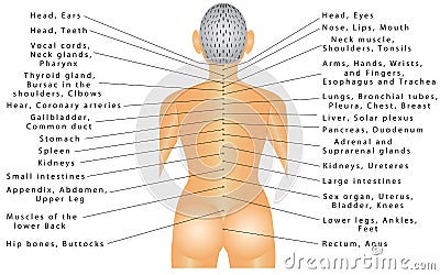 Spine - organ correlation Vector Illustration