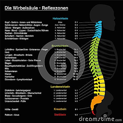 Spine Reflexology Chart German Text Vector Illustration