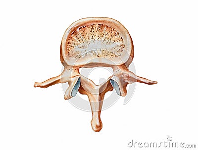 Spine - Second Lumbar Vertebra Stock Photo