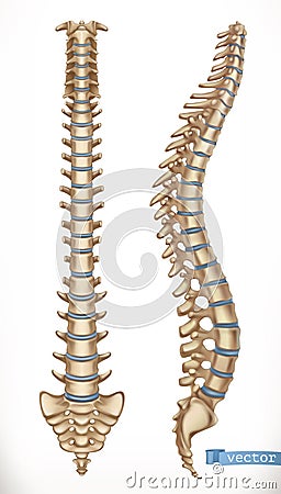 Spine structure. Front and side view. Human skeleton, medicine. 3d vector Vector Illustration