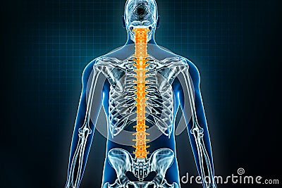 Spine or vertebral column x-ray posterior view. Osteology of the human skeleton, back bones 3D rendering illustration. Anatomy, Cartoon Illustration