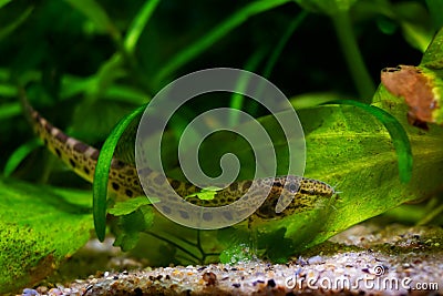 Spined loach, dwarf coldwater fish in European nature aquarium, close-up portrait on sand bottom among green vegetation Stock Photo