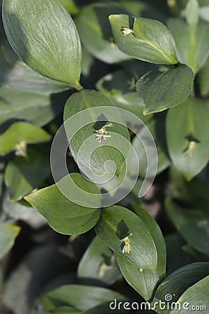 Spineless butchers broom Stock Photo