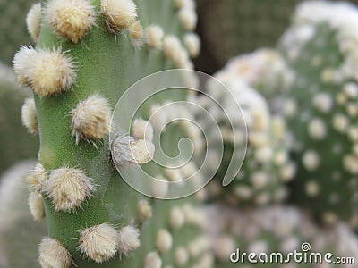 Spineless Cactus, also called hairless Stock Photo