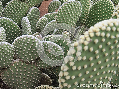 Spineless Cactus, also called hairless Stock Photo