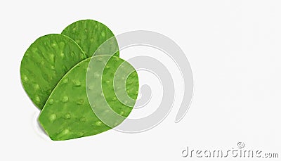 spineless green cactus leaf nopal Opuntia ficus-indica Stock Photo