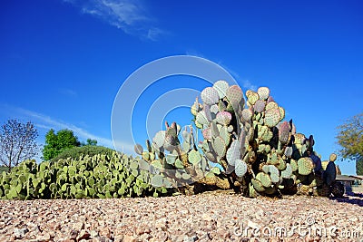 Spineless Prickly Pear Cacti in Xeriscaping Stock Photo