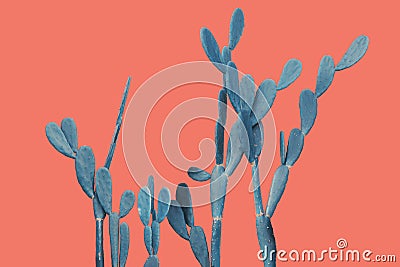 Spineless Prickly Pear Cactus in Blue Tone Color on Colorful Bright Pink Background Stock Photo