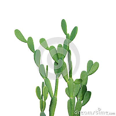 Spineless Prickly Pear Cactus Isolated on White Background with Clipping Path Stock Photo