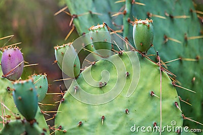 Spineless Prickly Pear Cactus or tigertongue Cactus, lat. opuntia cacanapa ellisiana Stock Photo