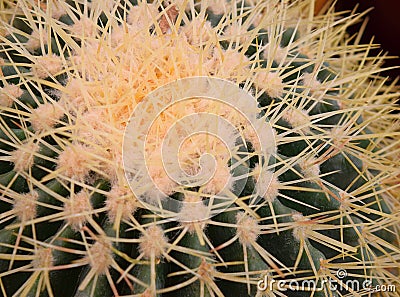 Spines and Thorns - Echinocactus grusonii - Close up of Cactus Stock Photo