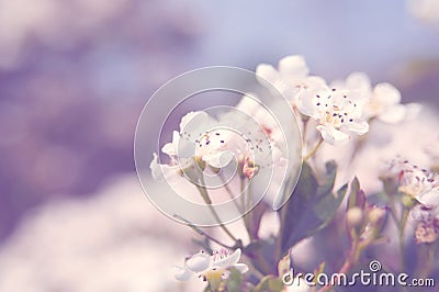 Sping Flowers Stock Photo