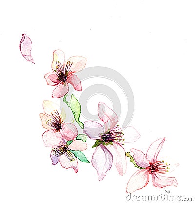 The sping flowers of the tree watercolor Stock Photo