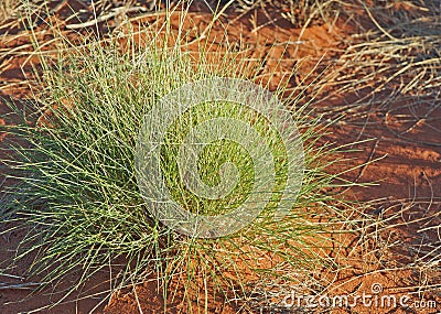 Spinifex Grass Stock Photo