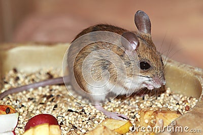 Spinifex hopping mouse Stock Photo