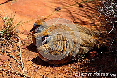 Spinifex pigeon Stock Photo