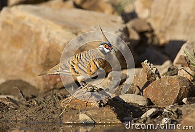 Spinifex pigeon at edge of waterhole Stock Photo