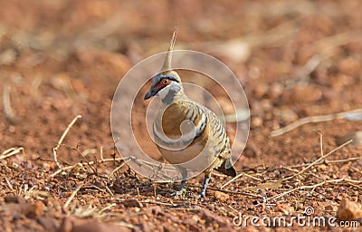 Spinifex pigeon in outback Australia Stock Photo