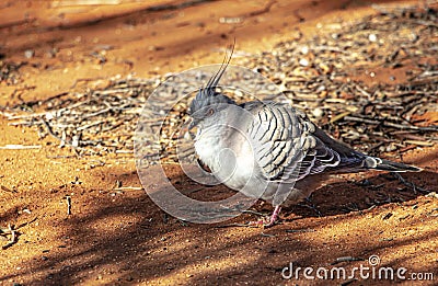 A spinifex pigeon Geophaps plumifera at it`s habitat in the desert of Australian desert. Stock Photo