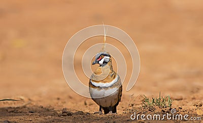 Spinifex Pigeon with outback red background and copy space Stock Photo