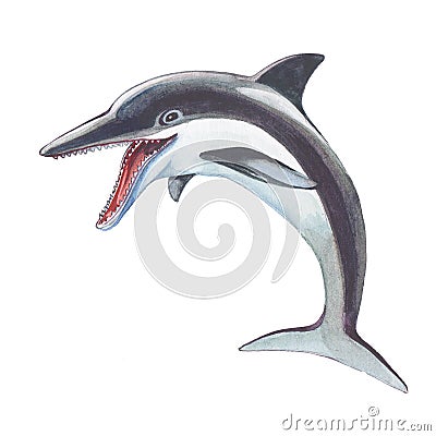 Spinner Dolphin or Long-snouted Dolphin Stock Photo