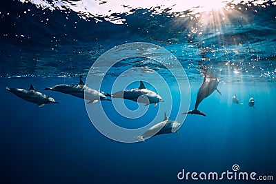 Spinner dolphins underwater in blue ocean. Dolphin family Stock Photo