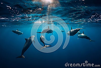 Spinner dolphins underwater in ocean Stock Photo