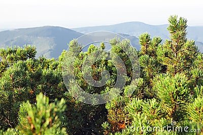 Spinney juniper juniperus Stock Photo