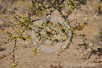 Spino Acacia caven growing at Cerro Pochoco, Santiagom Chile Stock Photo