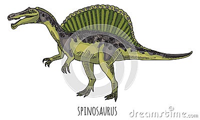 Spinosaurus color drawing. Prehistoric carnivore animal with spine bones Stock Photo