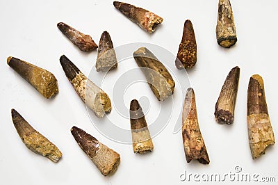 Spinosaurus teeth Stock Photo