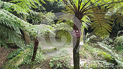 Spinulose Tree Fern in Emei Mountain Stock Photo