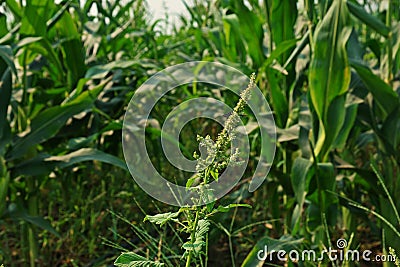Spiny amaranth or spiny pigweed,broadleaves weed Stock Photo