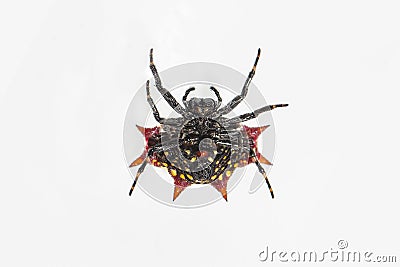 Spiny-backed Orbweaver Spider Stock Photo