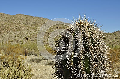 Spiny Cactus Stock Photo