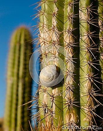 Spiny cactus Stock Photo