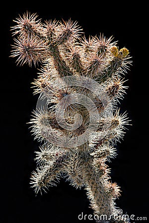 Spiny Cactus Stock Photo