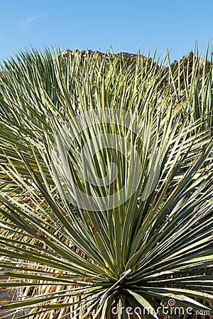 Spiny cactus against blue skies Stock Photo