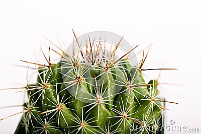 Spiny cactus in flowerpot Stock Photo