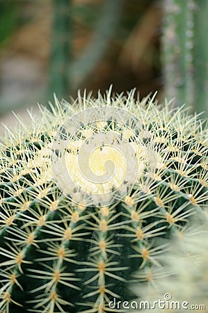 Spiny cactus Stock Photo